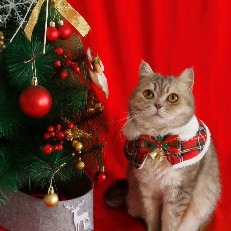 Cat Christmas Cloak Pet New Ye - đánh giá và giá Winter Clothing Accessories